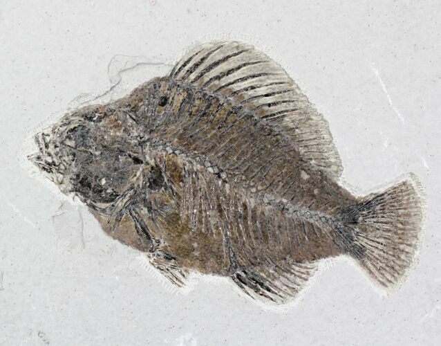 Beautiful Priscacara Fossil Fish - Wyoming #22967